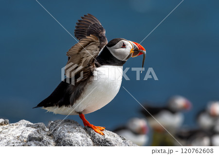 Seabird Species Atlantic Puffin (Fratercula arctica) With Sandeels On The Isle Of May In The Firth Of Forth Near Anstruther In Scotland 120762608