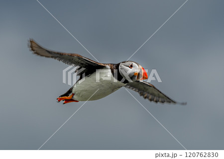 Seabird Species Atlantic Puffin (Fratercula arctica) Flies On The Isle Of May In The Firth Of Forth Near Anstruther In Scotland Seabird Species Atlantic Puffin (Fratercula arctica) Flies On The Isle Of May In The Firth Of Forth Near Anstruther In Scotland 120762830