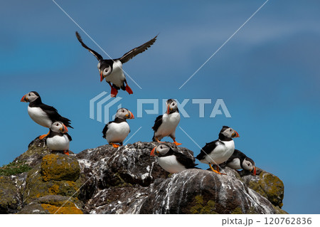 Group Of Seabird Species Atlantic Puffin (Fratercula arctica) On The Isle Of May In The Firth Of Forth Near Anstruther In Scotland 120762836