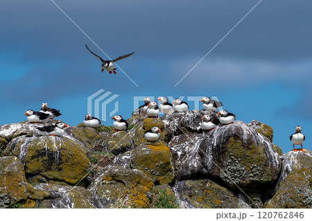 Group Of Seabird Species Atlantic Puffin (Fratercula arctica) On The Isle Of May In The Firth Of Forth Near Anstruther In Scotland 120762846