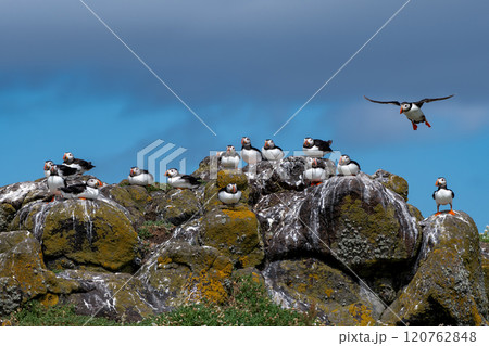 Group Of Seabird Species Atlantic Puffin (Fratercula arctica) On The Isle Of May In The Firth Of Forth Near Anstruther In Scotland Group Of Seabird Species Atlantic Puffin (Fratercula arctica) On The Isle Of May In The Firth Of Forth Near Anstruther In Scotland 120762848