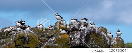 Group Of Seabird Species Atlantic Puffin (Fratercula arctica) On The Isle Of May In The Firth Of Forth Near Anstruther In Scotland 120763044