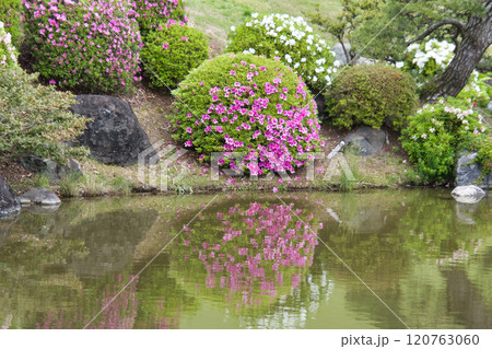 丸く刈り込まれたツツジ 大阪 日本 丸く刈り込まれたツツジ 大阪 日本 120763060