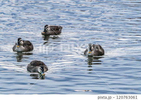 岩手県盛岡市高松池のカルガモ集団パンを待つ 120763061