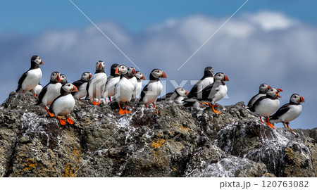 Group Of Seabird Species Atlantic Puffin (Fratercula arctica) On The Isle Of May In The Firth Of Forth Near Anstruther In Scotland Group Of Seabird Species Atlantic Puffin (Fratercula arctica) On The Isle Of May In The Firth Of Forth Near Anstruther In Scotland 120763082