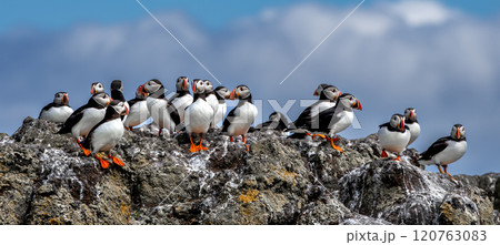 Group Of Seabird Species Atlantic Puffin (Fratercula arctica) On The Isle Of May In The Firth Of Forth Near Anstruther In Scotland 120763083