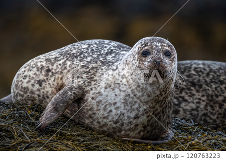 Relaxing Common Seals Or Harbor Seals (Phoca Vitulina) At The Atlantic Coast Of The Isle Of Skye Near Dunvegan In Scotland, UK Relaxing Common Seals Or Harbor Seals (Phoca Vitulina) At The Atlantic Coast Of The Isle Of Skye Near Dunvegan In Scotland, UK 120763223