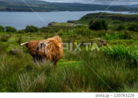 Highland Cattle With Long Horns At The Atlantic Coast Of The Isle Of Skye In Scotland, UK Highland Cattle With Long Horns At The Atlantic Coast Of The Isle Of Skye In Scotland, UK 120763226