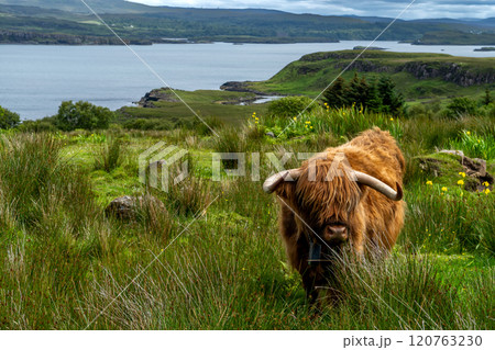 Highland Cattle With Long Horns At The Atlantic Coast Of The Isle Of Skye In Scotland, UK Highland Cattle With Long Horns At The Atlantic Coast Of The Isle Of Skye In Scotland, UK 120763230
