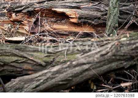 Striking Silhouette of a Singular Bird in Profile Against a Minimalist Backdrop Showcasing Intricate Feather Patterns and Contours in High Contrast Monochrome Avant Garde Photography 120763398