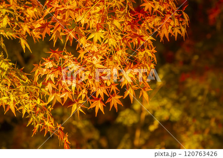 ライトアップされた紅葉 120763426