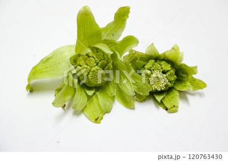 岩手県盛岡市温暖化で顔を出したフキノトウ 120763430