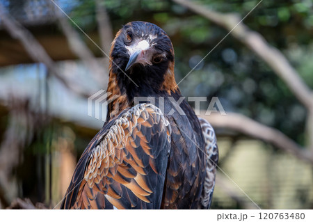 The black breasted buzzard is predator in nature at australia The black breasted buzzard is predator in nature at australia 120763480
