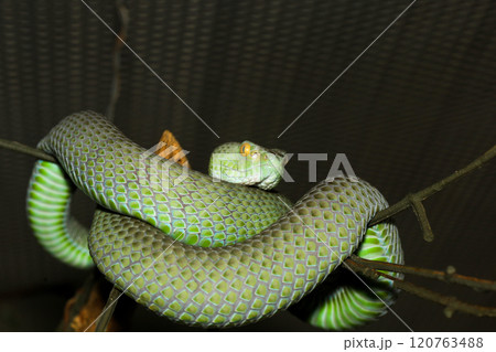 The snake (green pit viper) is rest on the stick tree The snake (green pit viper) is rest on the stick tree 120763488