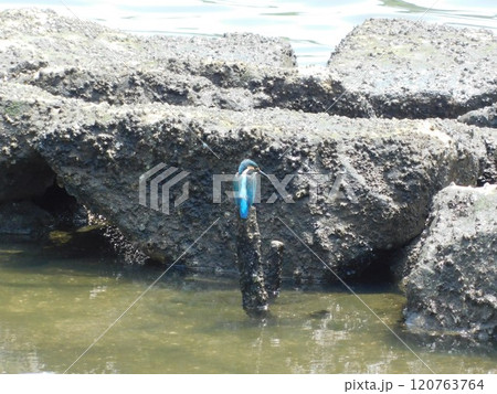 水辺の杭に乗るカワセミ 120763764