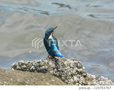 水辺にたたずむカワセミ 水辺にたたずむカワセミ 120763767