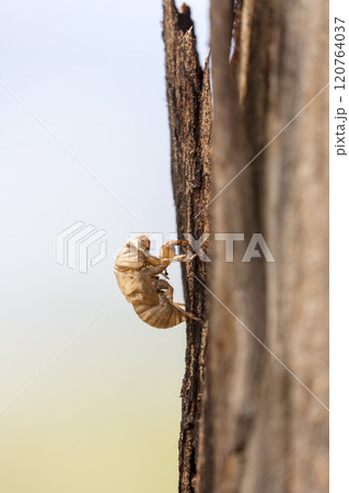 A very noisy and seasonal large flying insect A very noisy and seasonal large flying insect 120764037