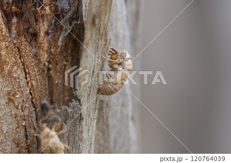 A very noisy and seasonal large flying insect 120764039