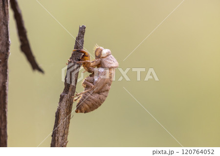 A very noisy and seasonal large flying insect 120764052