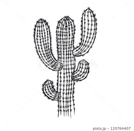Cactus hand drawn illustration, vector. 120764407