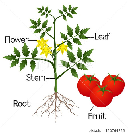 Illustration showing the parts of a tomato plant. 120764836