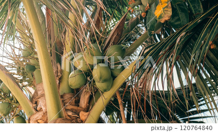 A tall palm tree displaying vibrant green coconuts hanging from its branches on Samui island 120764840