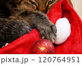 クリスマスオーナメントを前に横になってまったりと過ごす猫の手（目を開けている） 120764951