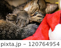 サンタ帽子の上に尻尾を乗せ手を組んで横になっている猫（焦点／手） 120764954