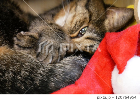サンタ帽子の上に尻尾を乗せ手を組んで横になっている猫（焦点／手） 120764954