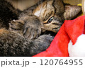 サンタ帽子の上に尻尾を乗せ手を組んで横になっている猫（焦点／目） 120764955