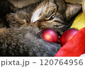 クリスマスオーナメントを見つめながら横になってまったりと過ごす猫 120764956