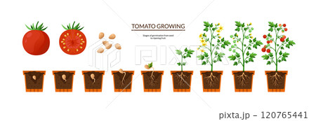 Tomato plant. Seed growth process. Twigs with roots and leaves. Germinating and harvesting. Seedling life cycle in pot. Agriculture sequence cultivation steps. Vector gardening infographic 120765441