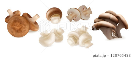 Realistic mushroom. 3D food for eat. Forest shiitake. Oyster fungus. Champignon harvest. Brown boletus hat. Gourmet porcini and porcini. Fresh chanterelle. Vector natural fungi set 120765458