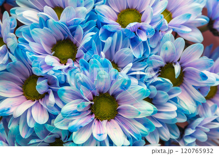 Chrysanthemum blooming  120765932