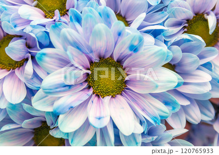 Chrysanthemum blooming  120765933