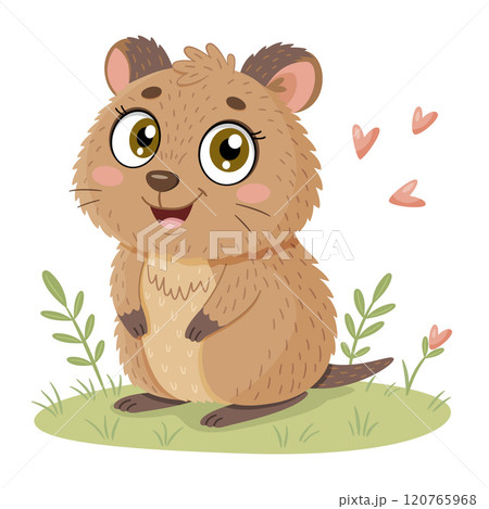 Cute Quokka, funny animal vector illustration. Hand drawn flat style isolated adorable quokka animal Cute Quokka, funny animal vector illustration. Hand drawn flat style isolated adorable quokka animal 120765968