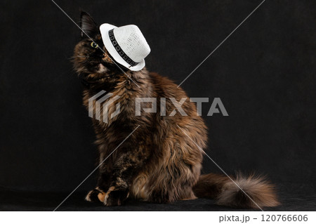 Brown Cat in White Hat Horizontal Photo 120766606
