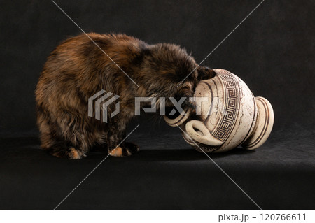 Brown Maine cat and amphora on a black background 120766611