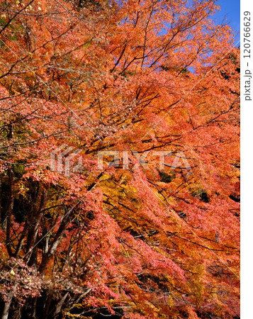 定福寺の紅葉　高知 120766629