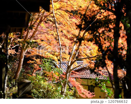 定福寺の紅葉 高知 定福寺の紅葉 高知 120766632