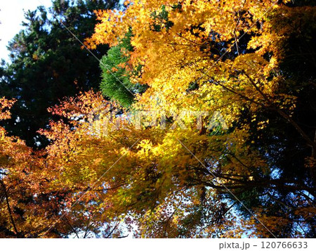 定福寺の紅葉　高知 120766633