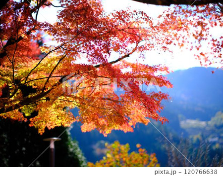 定福寺の紅葉　高知 120766638