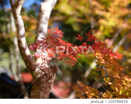 定福寺の紅葉 高知 定福寺の紅葉 高知 120766639