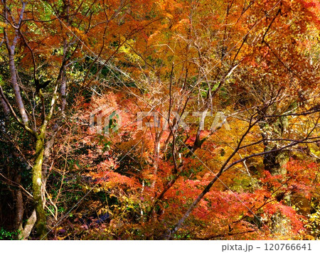 定福寺の紅葉 高知 定福寺の紅葉 高知 120766641