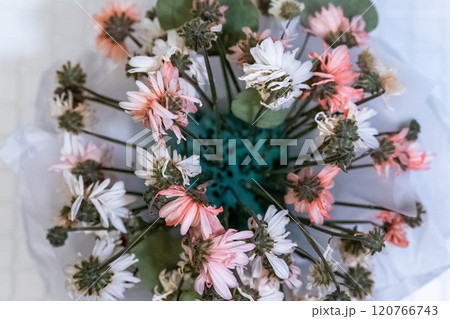 Wilting pink and white daisies in a turquoise vase, a still life capturing fading beauty Wilting pink and white daisies in a turquoise vase, a still life capturing fading beauty 120766743