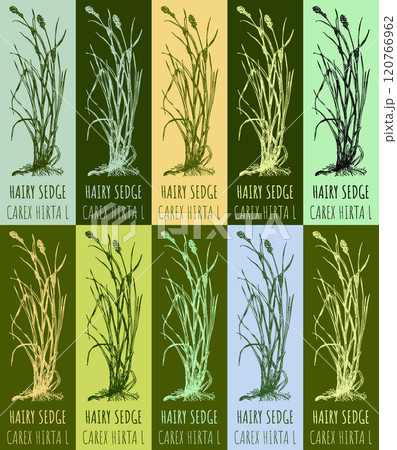 Set of vector drawing HAIRY SEDGE in various colors. Hand drawn illustration. The Latin name is CAREX HIRTA L. 120766962