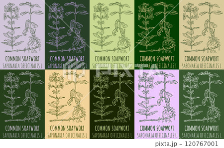 Set of vector drawing COMMON SOAPWORT in various colors. Hand drawn illustration. The Latin name is SAPONARIA OFFICINALIS L. Set of vector drawing COMMON SOAPWORT in various colors. Hand drawn illustration. The Latin name is SAPONARIA OFFICINALIS L. 120767001