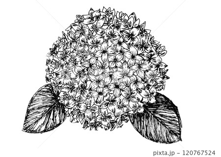 Black and white ink vector hand drawn sketch hydrangea illustration. Artistic abstract garden Hortensia flower symbol for botanical greeting cards design, wedding and birthday decor, sticker, logo Black and white ink vector hand drawn sketch hydrangea illustration. Artistic abstract garden Hortensia flower symbol for botanical greeting cards design, wedding and birthday decor, sticker, logo 120767524