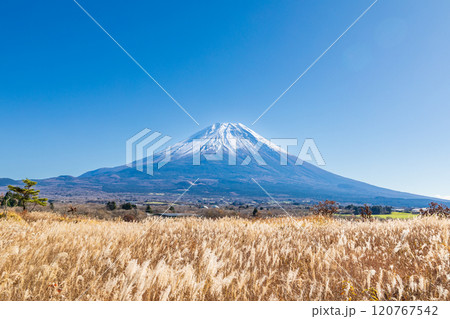 「静岡県」芒が広がる秋の朝霧高原と富士山 120767542