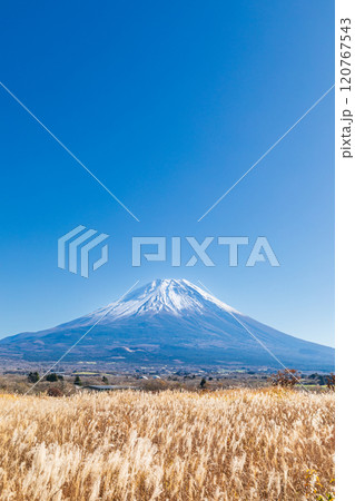 「静岡県」芒が広がる秋の朝霧高原と富士山 120767543